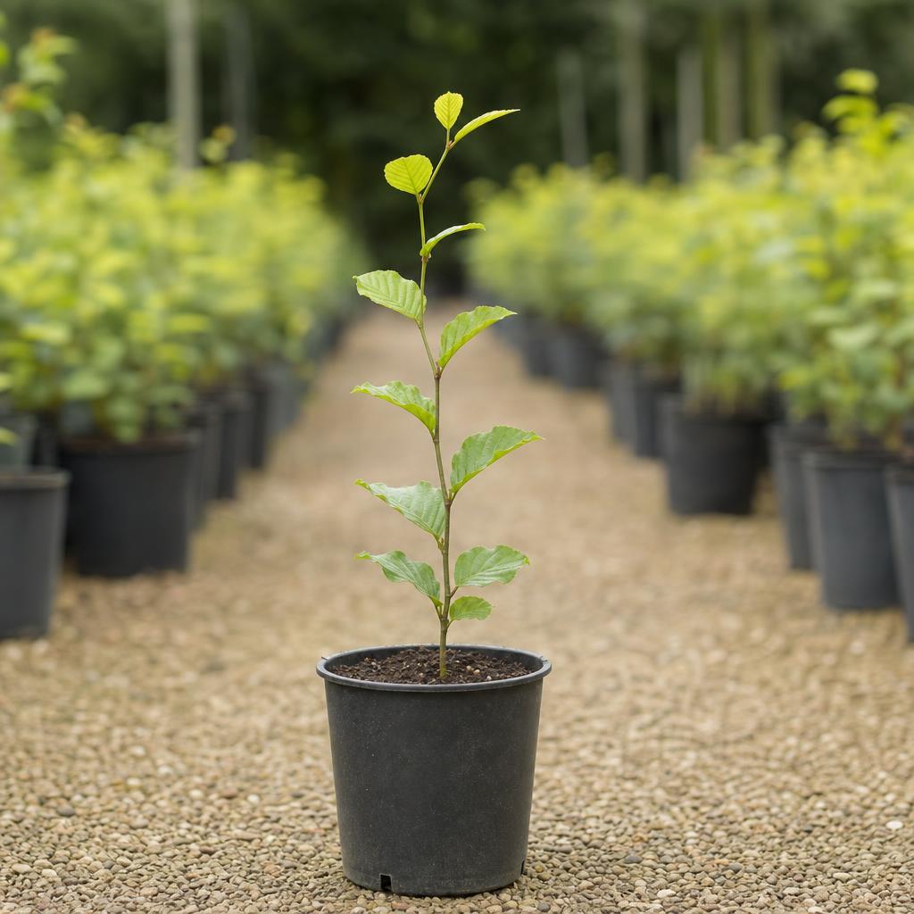 A young beech sapling